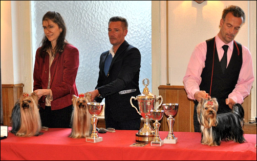 1. DYC Yorkie-Show at Bottrop