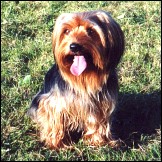 Help, my dog is eating feces!