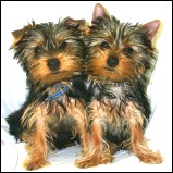 Please don't let down the frightened Yorkie!