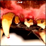 Forever healthy and well-groomed teeth...