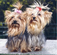 BSE und Yorkies?