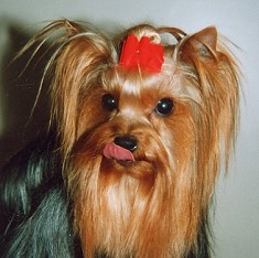 That's how your yorkie stays healthy