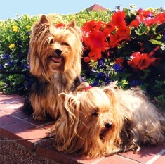Summery skin problems of the yorkie
