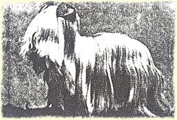 Clydesdale-Terrier