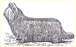 Paisley-Terrier