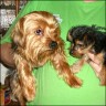 M�cke & Biene