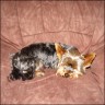 Fips - 4 Jahre