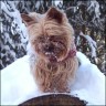 Daisy - 4 Jahre