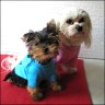 Yorkie Balou & Malteser Buffy