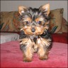 Bella - 10 Wochen