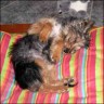  Gismo - 4 Monate 