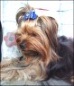 Benji - 2 Jahre