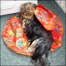 Lissa - 7 Jahre