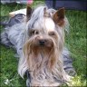 Percy - 1� Jahre