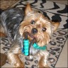 Corey - 3 Jahre