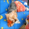 Dodo - 7 Jahre