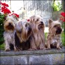 Mollo (2 Jahre), Sammy (3 Jahre), Fozzy (11 Jahre)