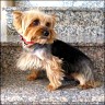 Rufus - 5 Jahre