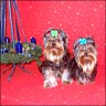 Othello & Orry Main