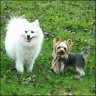 Scotti - 2 1/2 Jahre
