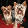 Otis (1,5 Jahre) ist der Sohn von Susi (4 Jahre / links)