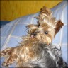Snoopy - 8 Jahre