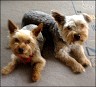 Lucky (6 Jahre) & Balou (2 Jahre)