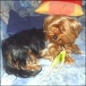 Yorkie Babsi & Pitti, der Wellensittich