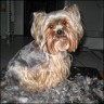 Delilah - 5 Jahre 