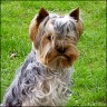 Terry - 4,5 Jahre