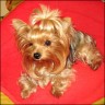 Penelope - 2,5 Jahre