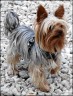Filou - 5 Jahre