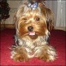 Benji - 2,5 Jahre