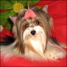 Biewer-Yorkie Flawinja