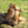   Willi  