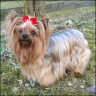 Ginger - 8,5 Jahre