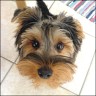Timmy