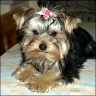  Chou Chou 