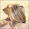 Lissa - 7 Jahre