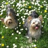 Susi (4 Jahre) & Otis (2 Jahre) 