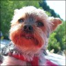 Sunny - 7 Jahre