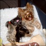 Tasha mit Babies
