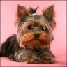 Josy - 1 Jahr 