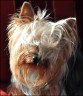 Leider kein Name des Yorkies