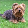 Tom - 3 Jahre
