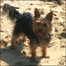 Benny - 2,5 Jahre 