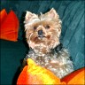    Elfi   