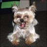 Charly - 6 Jahre