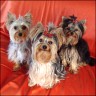 Cherie, Knirps & Monchi