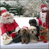 Yorkie-H�ndin Daisy (11 Monate) mit ihren Freunden Cindy und Speedy